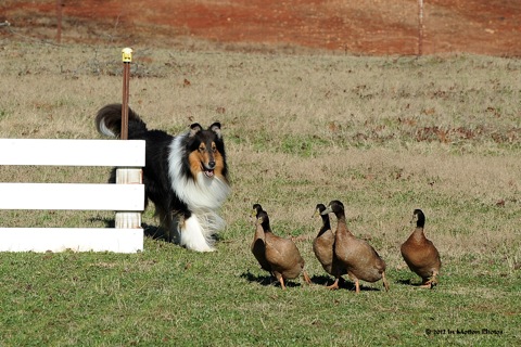 Nike B ducks