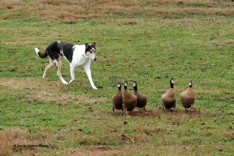 Shadow B ducks